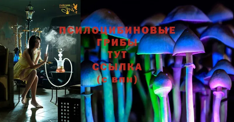 Галлюциногенные грибы Psilocybine cubensis  Новое Девяткино 